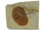 Paleocene Fossil Leaf (Zizyphoides) - Montana #377949-1